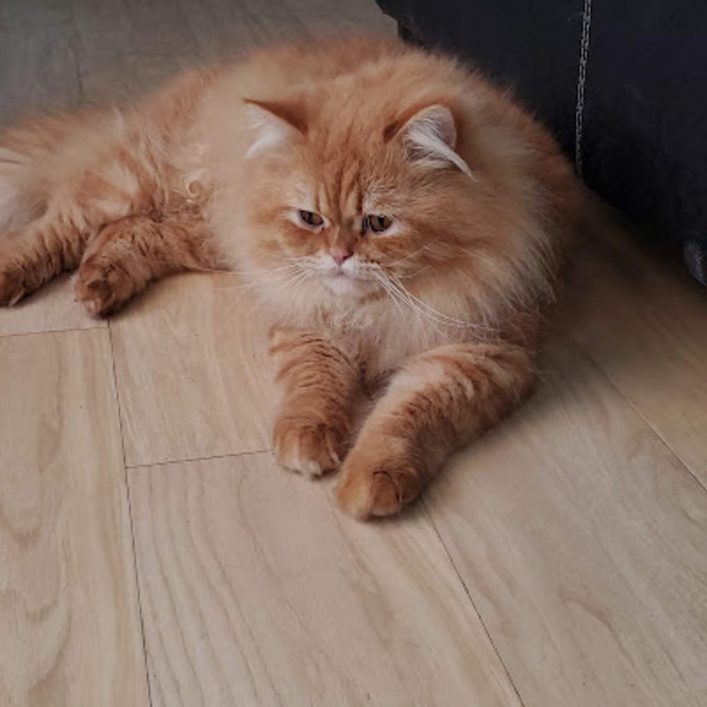 Meet your Posher, Ivan